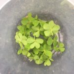 Collected-Wood-Sorrel.jpg