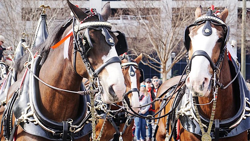 Budweiser, Clydesdales
