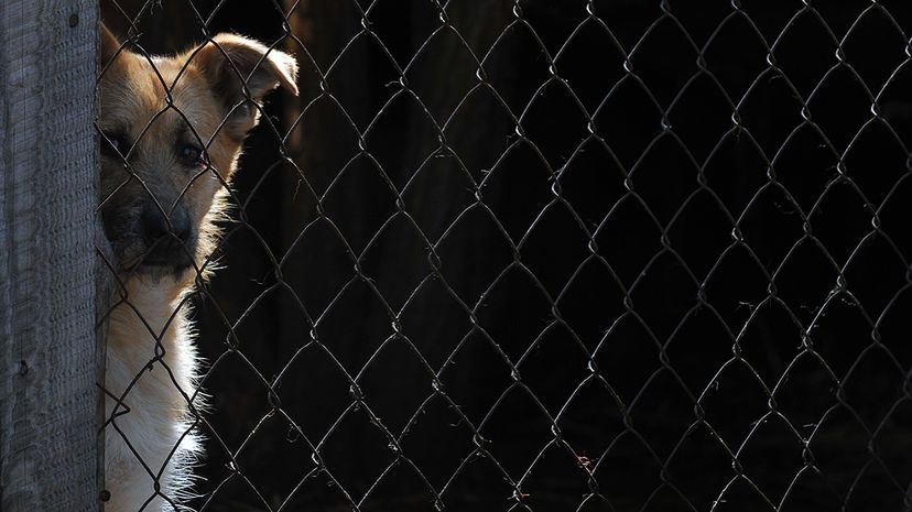 Connecticut becomes the first state to appoint legal advocates for abused animals — similar to court-appointed advocates for children. SERGEI SUPINSKY/AFP/Getty Images