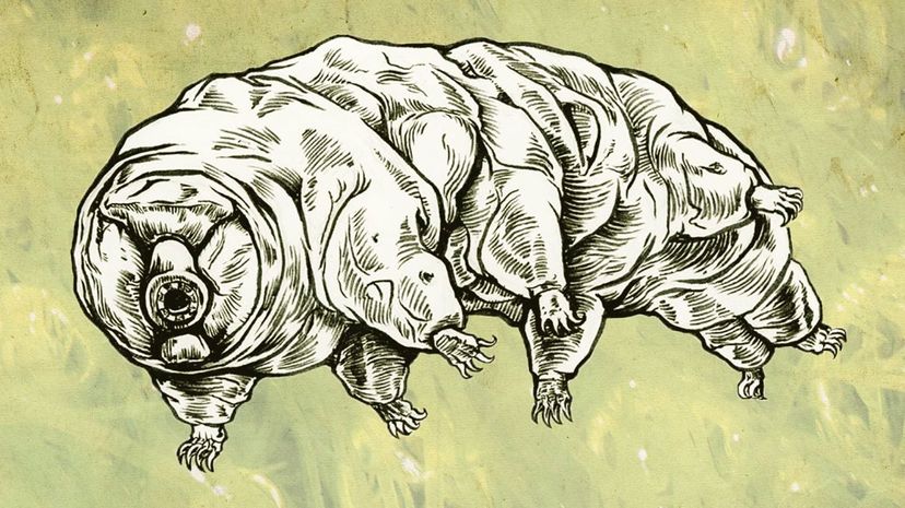 Tardigrade Phineas Jones/Flickr